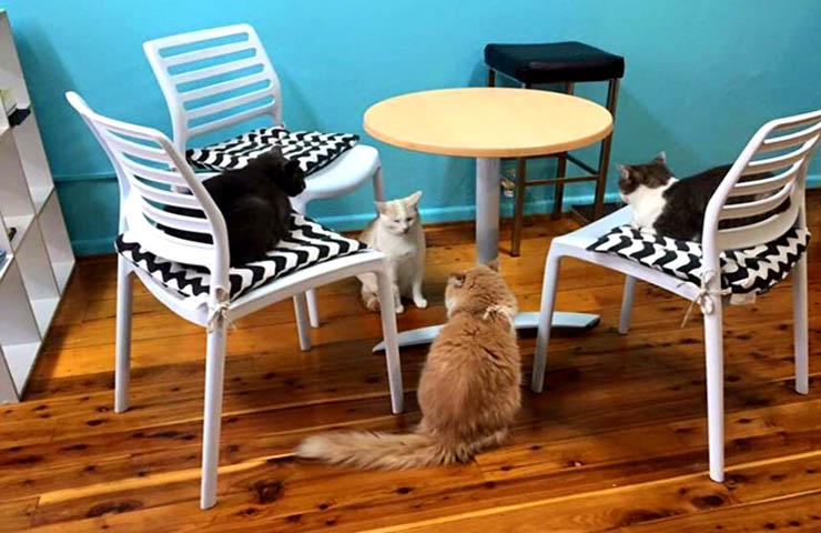 Catmosphere Cafe <br/> Quirky Pet Cafes