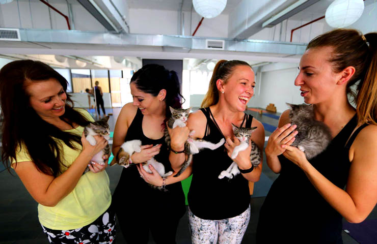 Sydney Cat Cafe <br/> Best Pet Cafes