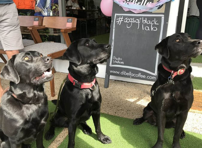 Black Lab Coffee <br/>Best Unique Cafes